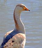 Goose Head_30708